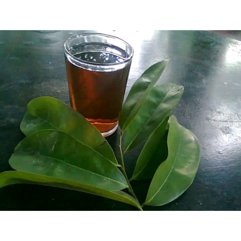 

Promo daun sirsak segar 100 lembar daun sirsak