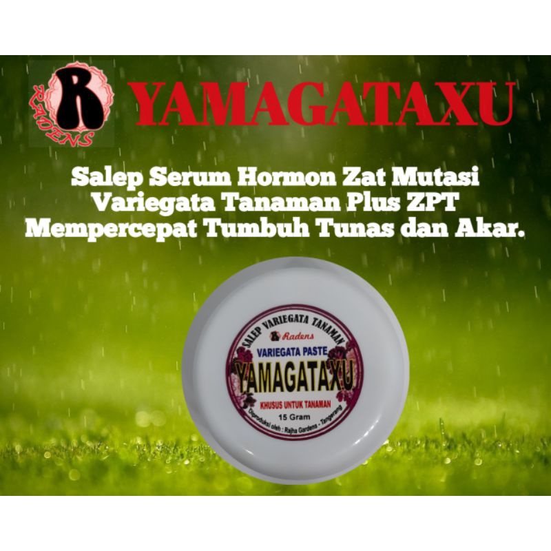 YAMAGATAXU Serum Hormon Zat Mutasi Variegata Tanaman Plus Komplit ZPT