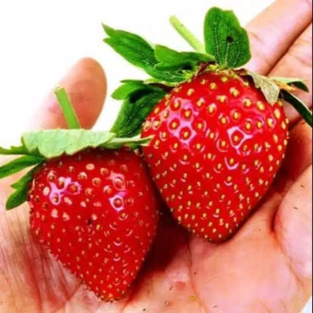 Bibit Strawberry Jumbo Australia Anakan