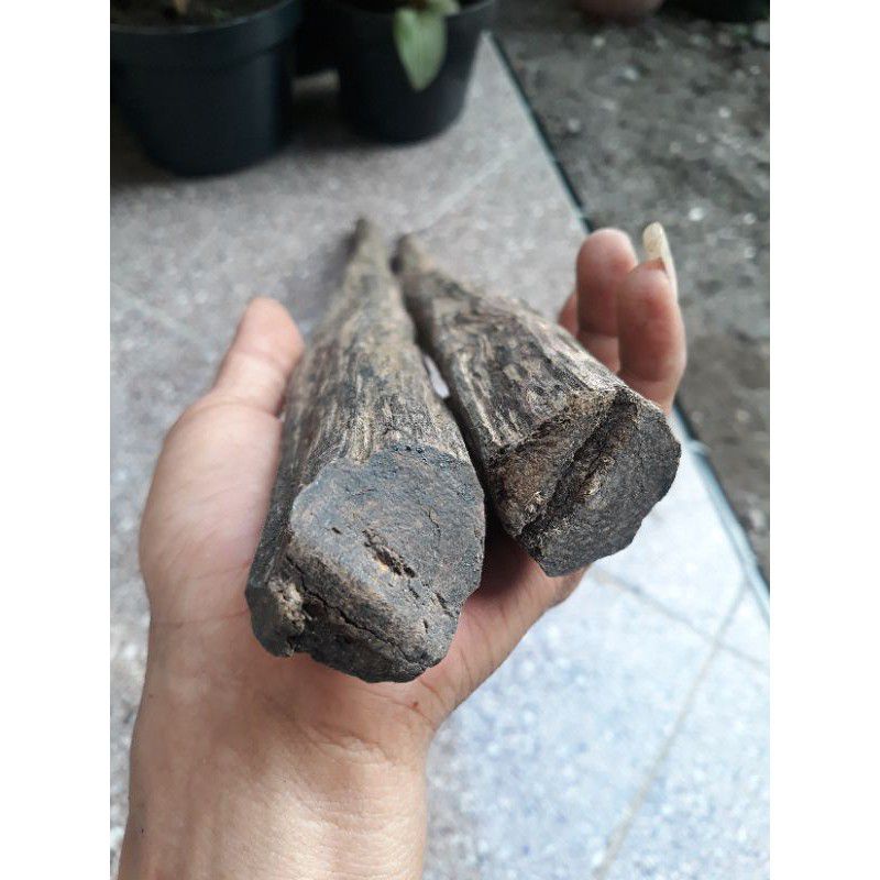 Jual BAHAN KAYU GALIH KELOR HITAM ALAMI GRADE A/BAHAN KAYU GALIH KELOR