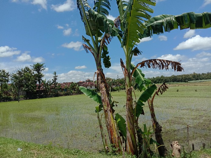 Hem Batik Anak Baju Anak Cowok Terlaris