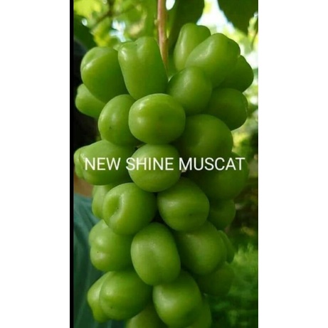 

buah anggur impor New shine muscat