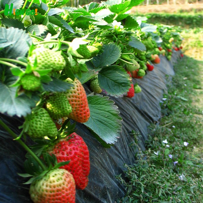 Bibit Tanaman Buah Stroberi / Strawberry - Sudah Adaptasi Daerah Panas