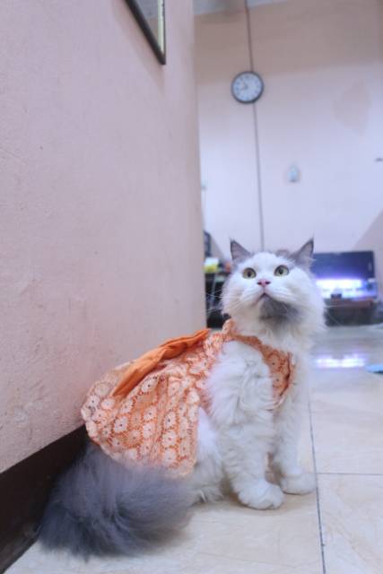 Dress satin renda orange lucu untuk kucing dan anjing / baju anjing kucing murah size S-XL