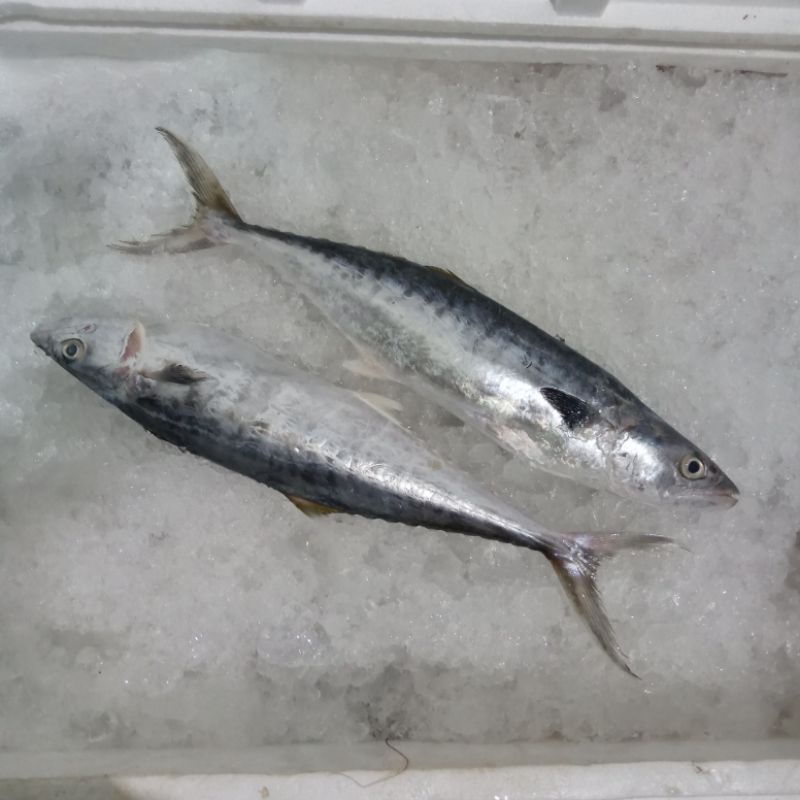 

Ikan Tenggiri Kecil Ikan Laut Hasil Laut Seafood Segar 1 Kg BERGARANSI