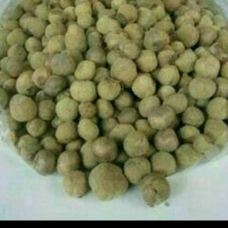 Benih Biji Pohon Jati Emas Super Unggul 100gram