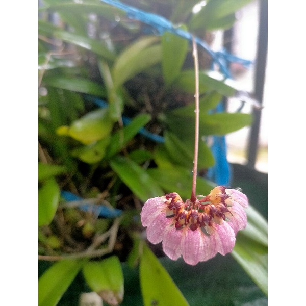 anggrek kipas bulbophyllum lepidum