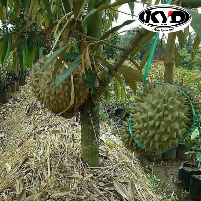 Bibit buah durian montong|Musangking|Bawor Batang Besar