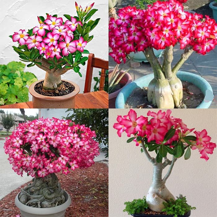 Bibit Benih Biji Bunga Adenium Obesum Mix - Biji Tanaman Pohon Adenium Obesum Mix - BungaAdenium-COD