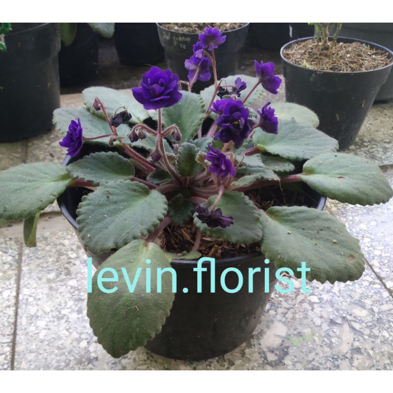 Begonia violces ungu tumpuk mawar / bibit tanaman hias bunga