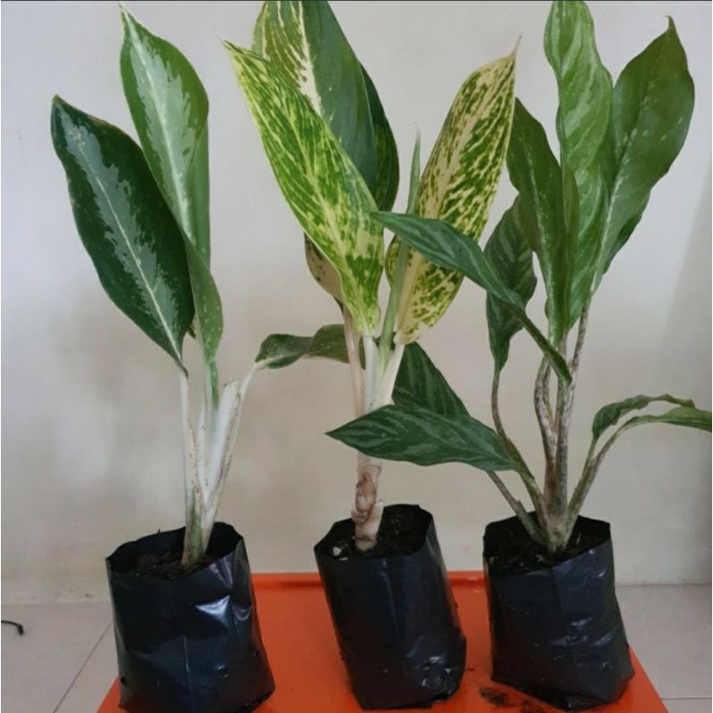 Paket Aglonema Promo