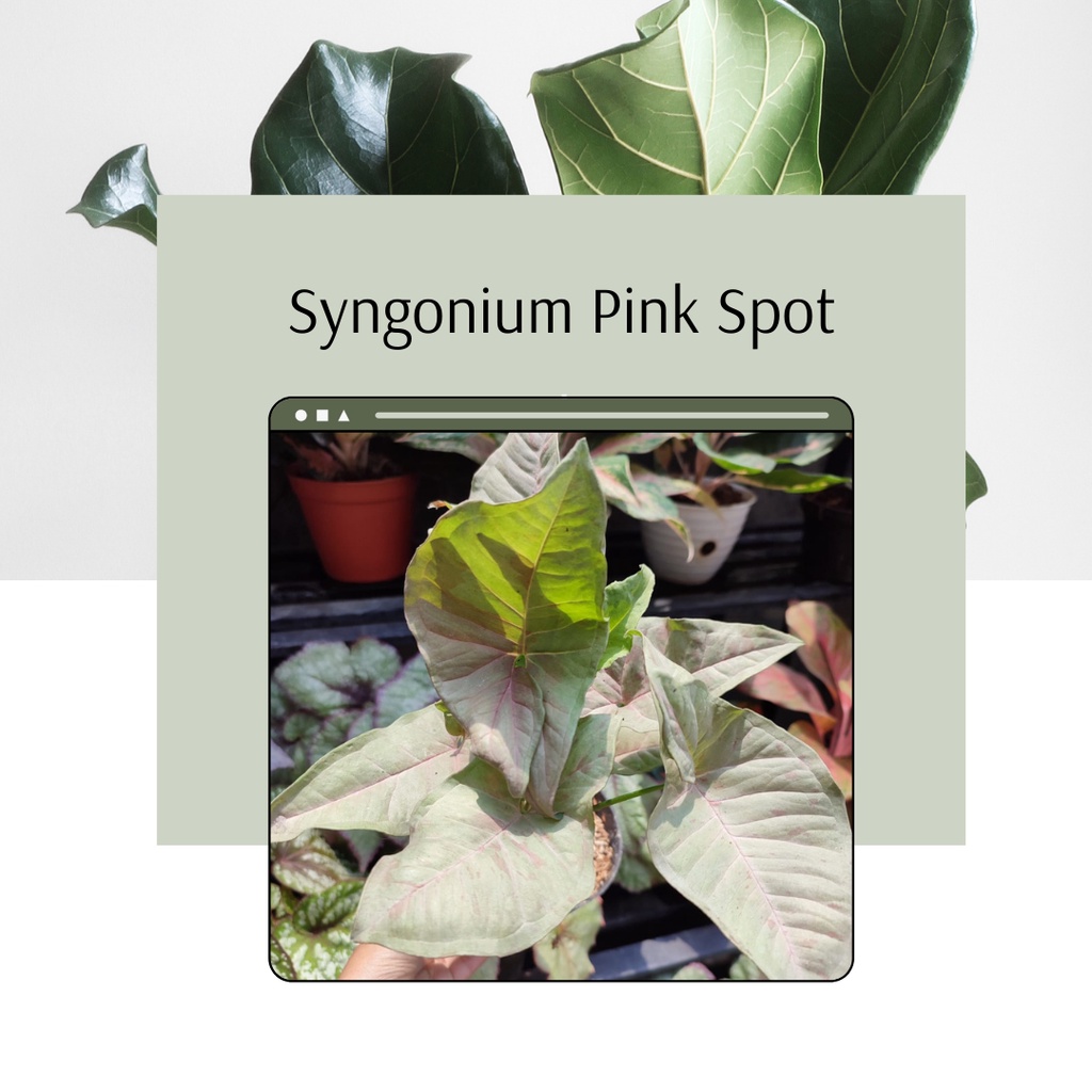 Tanaman Hias Syngonium Pink Spot Bunga Hias Syngonium Pink Spot