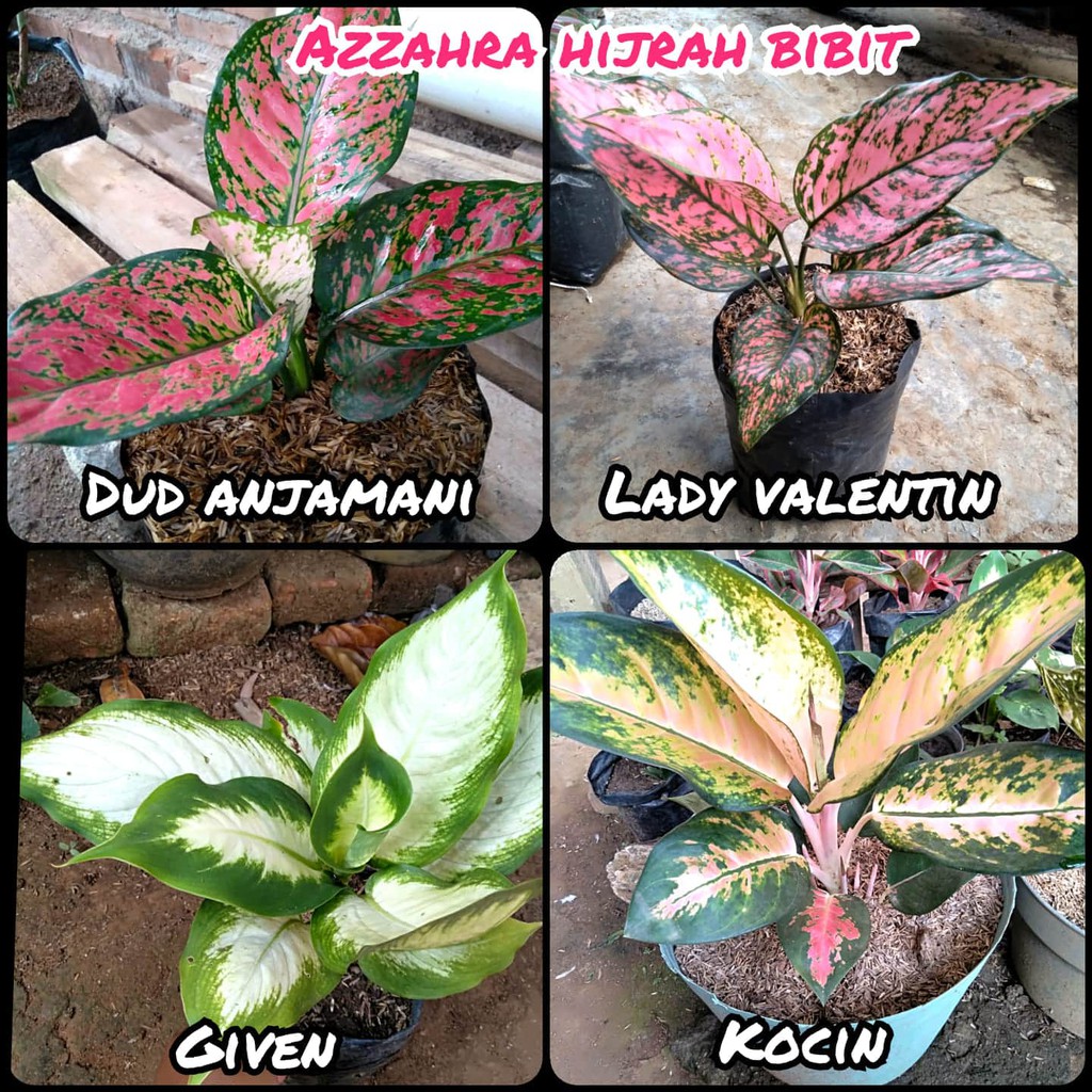 Paket aglonema 4 jenis