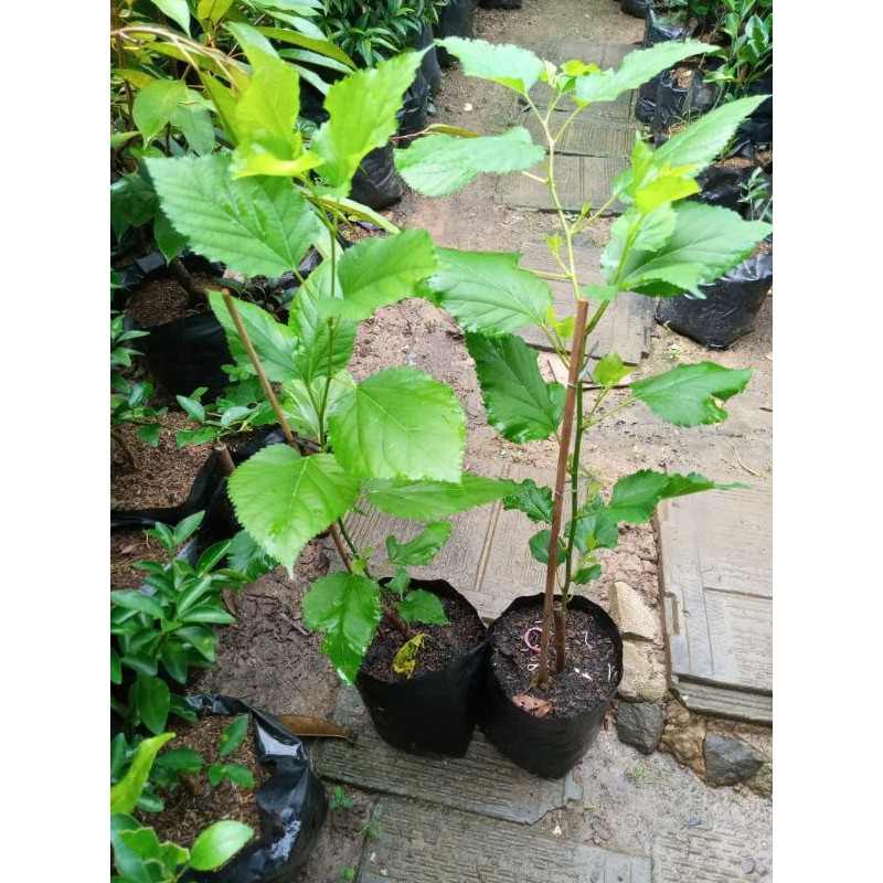 Bibit Buah Murbei Cangkok