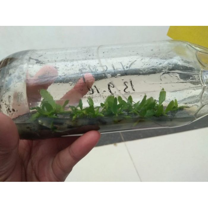 anggrek bulan botol siap aklim