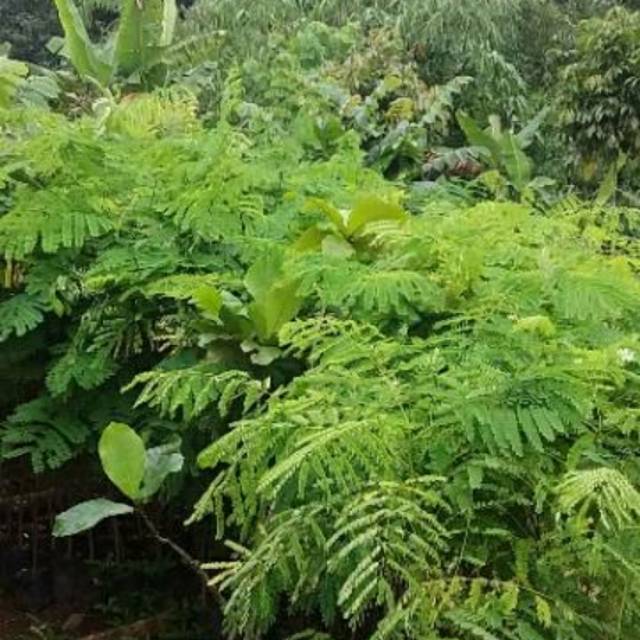 Bibit Pohon flamboyan