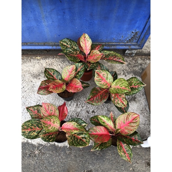 aglaonema yohana