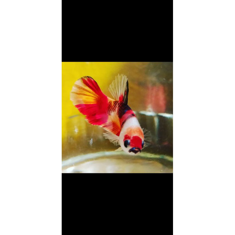 cupang plakat Nemo emerald candy