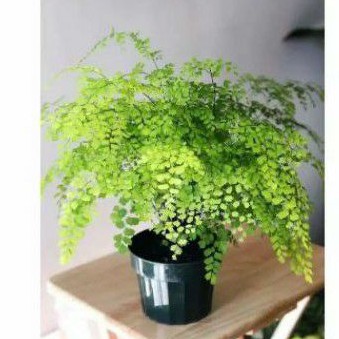 Tanaman hias suplir pakis suplir rimbun