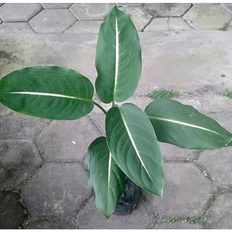 Aglonema/diven gurita