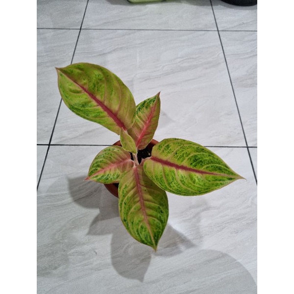 aglonema jamela jackpot