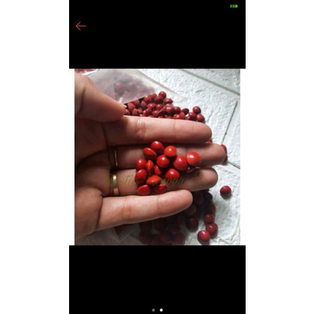 biji saga merah / biji rustic