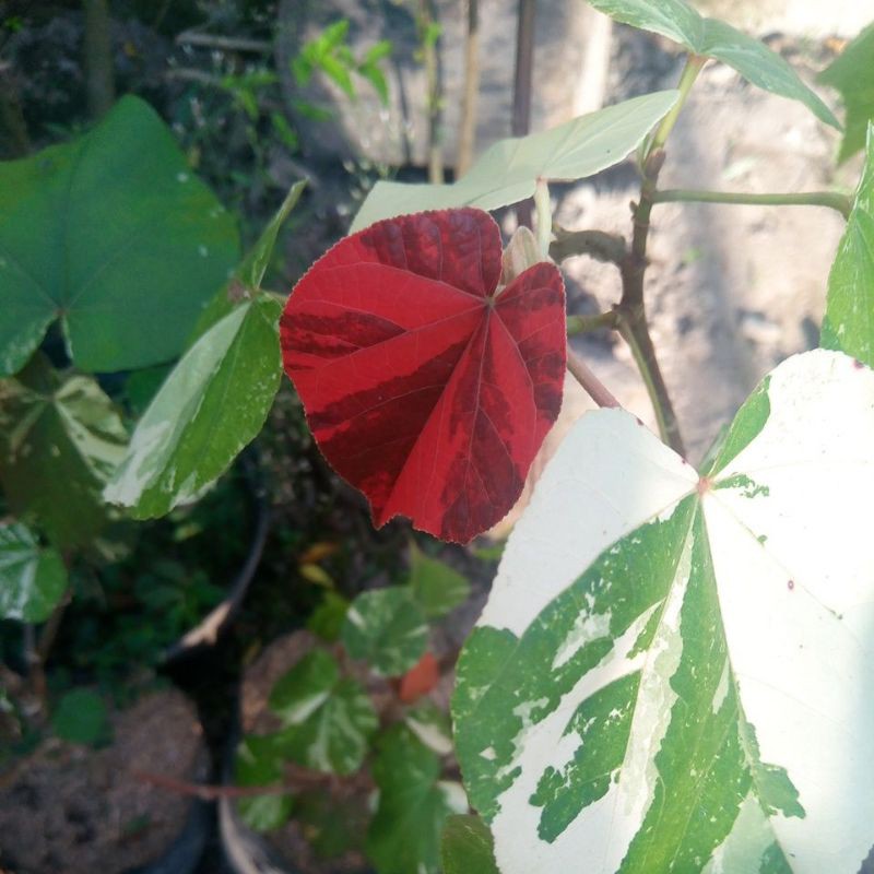 Waru Varigata
