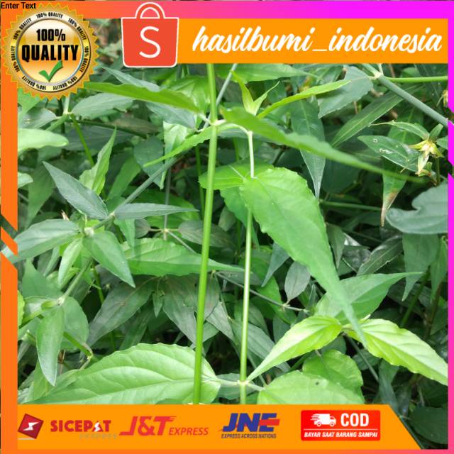 

Daun kelingsir/belalai gajah 150 gr dapat banyak. Ready stok