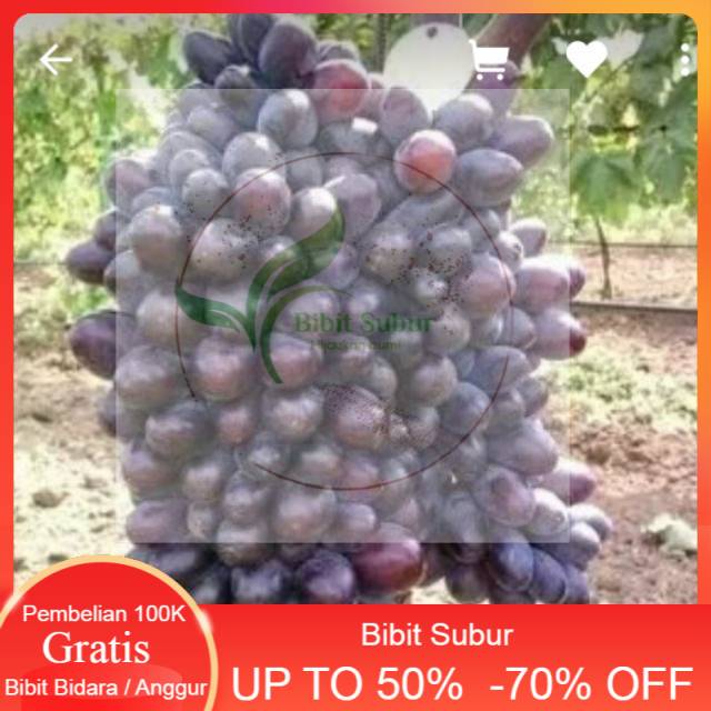Bibit anggur impor jupiter sedles /anggur impor