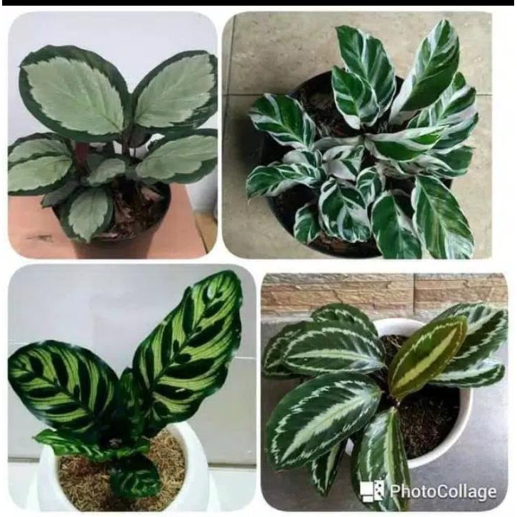 Paket 4 Jenis Tanaman Calathea - Paket Calathea