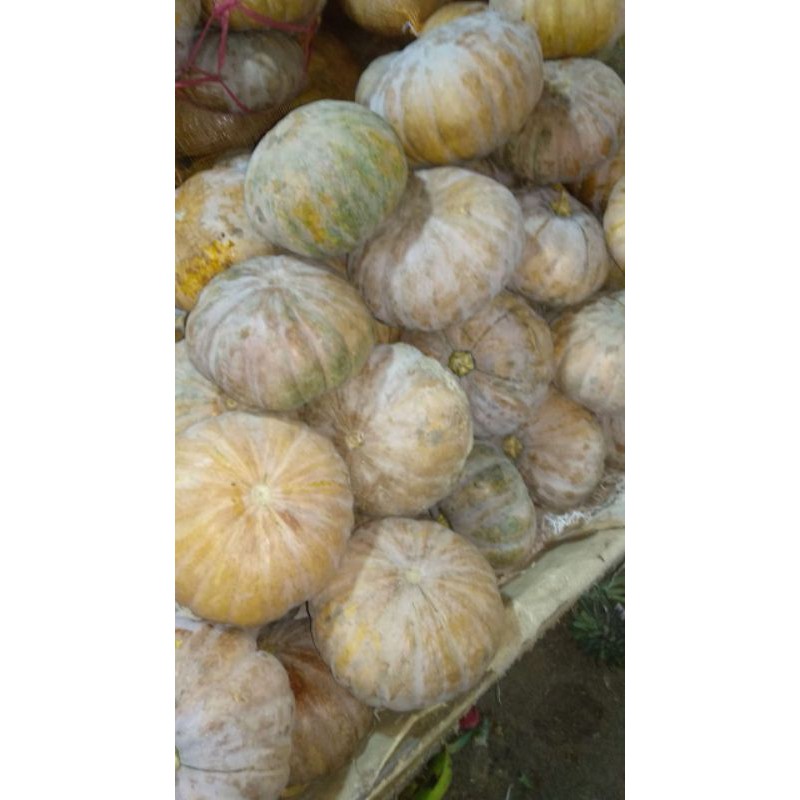 

Labu parang /1 buah
