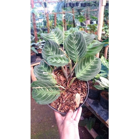Calathea Leucounera noid