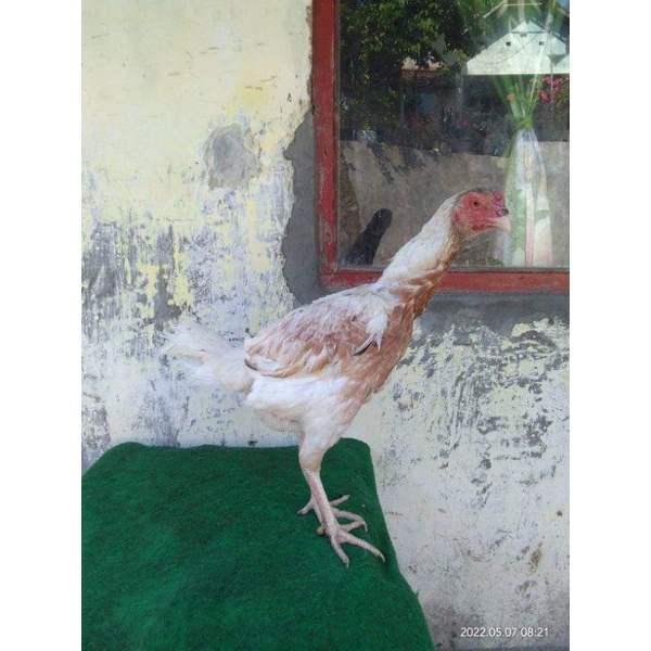 Telor Fertil Tetas Ayam import Aduan Super Trah plucker White Dragon