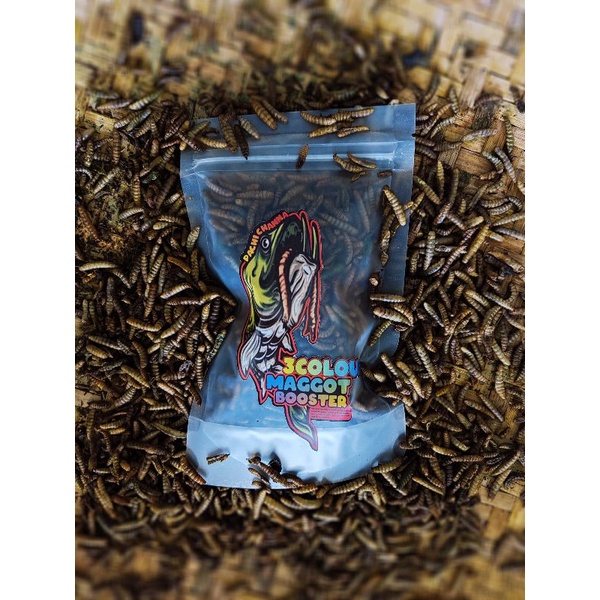 pakan ikan channa special mempercepat mutasi warna boosterfeed channa auranti maru pulchra bleheri o