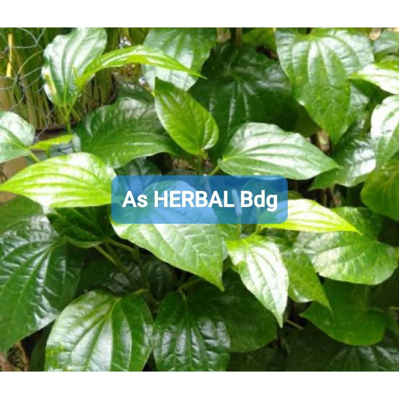 

Daun karuk atau sirih tanah segar 500 gram-az
