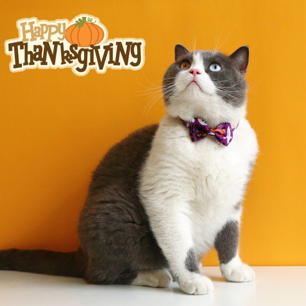 Kalung Leher Kucing / Anak Anjing Adjustable Model Pita Dengan Lonceng Untuk Halloween