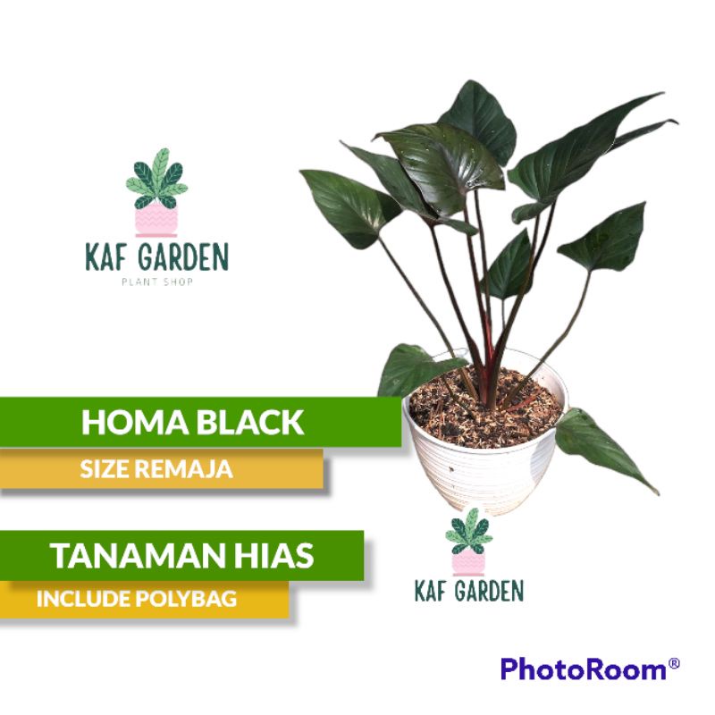 homalomena hitam tanaman hias homalomena black tanaman hias teras tanaman outdoor