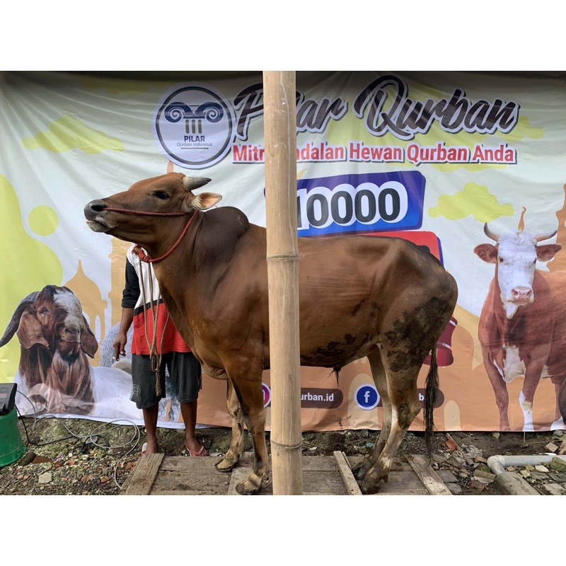 

Sapi Qurban Jenis Madura bobot 300-320 kg
