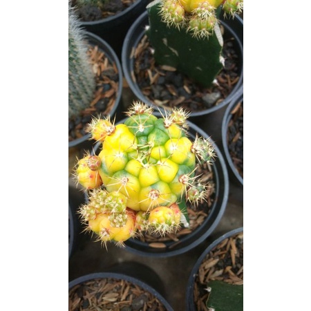 Kaktus Damsi (Varigata import pot8cm)
