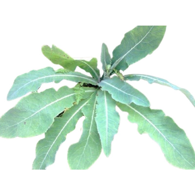 

Sedia Readyy Daun tempuyung segar 100gram herbal non pestisida siap petik ke kebun