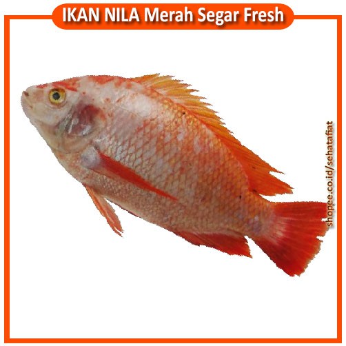 

IKAN NILA MERAH Hidup Segar Fresh 1 Kg