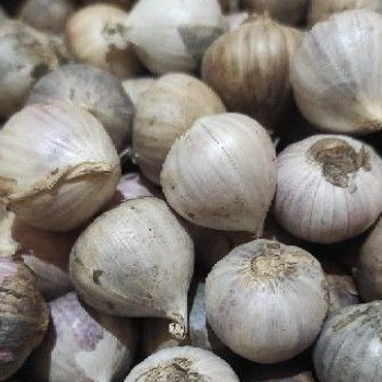 

Bawang putih tunggal premium