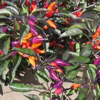 Benih Bibit Biji - Cabai Explosive Ember Multicolor Cabe Rainbow Pepper Seeds