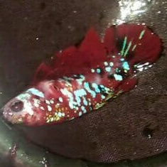 FEMALE IKAN CUPANG HIAS TOP GRADE JENIS RED KOI GALAXY MULTYCOLOURS RINTIK PASIR INDUKAN MURAH
