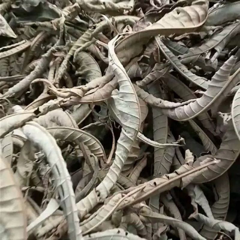 

DAUN SUNGKAI KERING HERBAL 1000GR KUALITAS TERBAIK