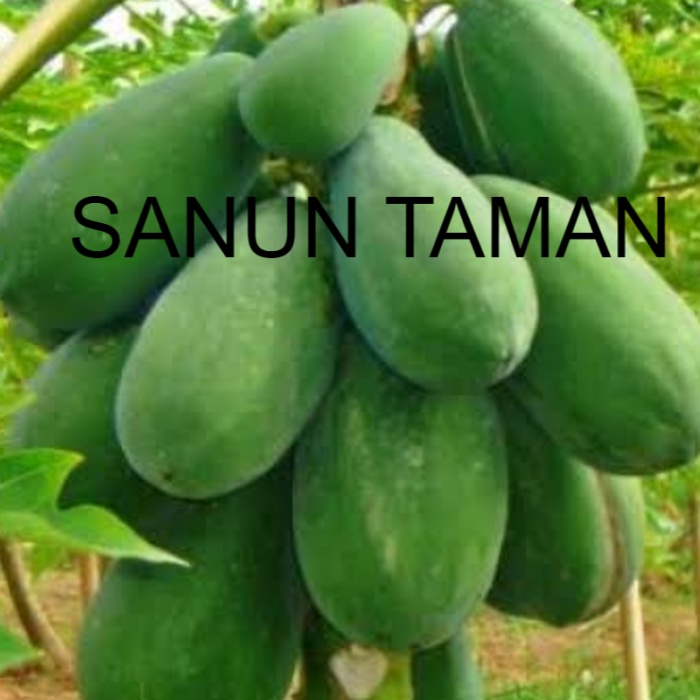 Buah paya muda - paya muda sayur - pepaya muda 1kg
