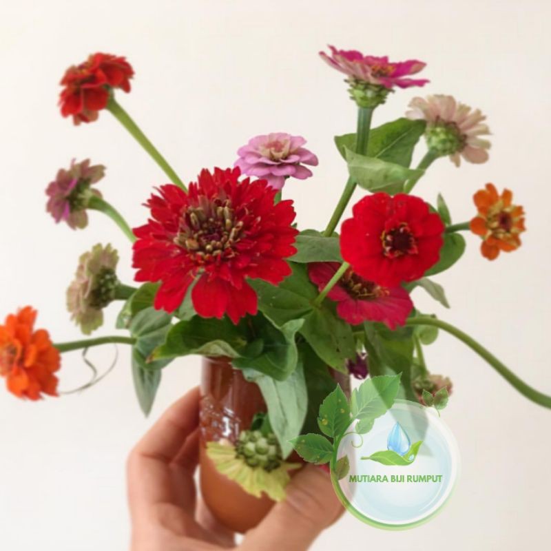 tanaman bunga zinia-tanaman bunga kertas