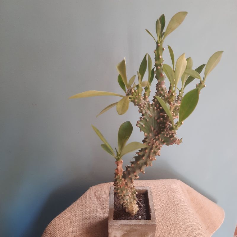 kaktus neriifolia, euphorbia neriifolia
