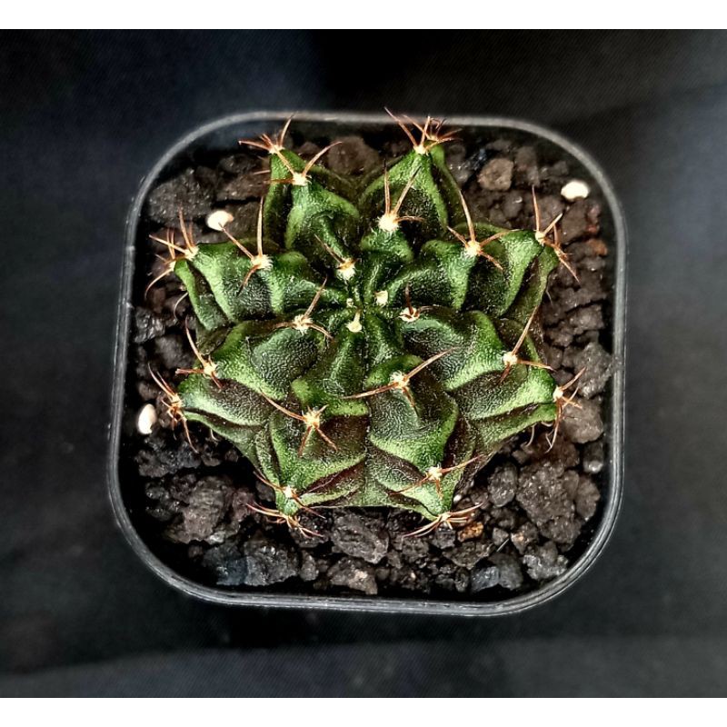 cactus / kaktus gymno miha seedling