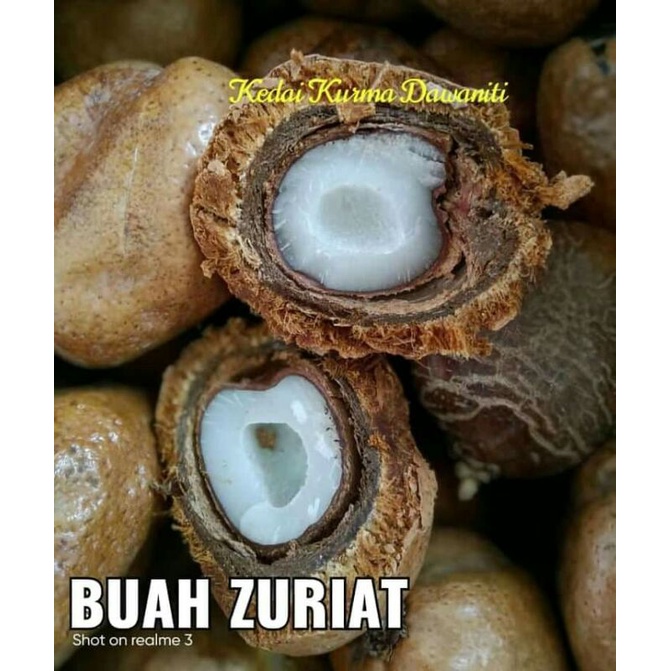 

Buah Zuriat